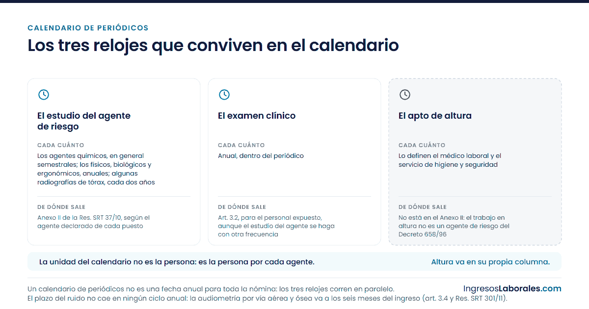 Tres relojes en paralelo: el ciclo del agente de riesgo, el examen clínico anual y el apto de altura, dibujado aparte.